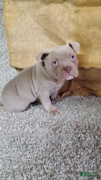 American Bully dogs American Bully Puppy 5 Nikko - Ad 42