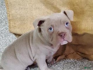 American Bully dogs American Bully Puppy 5 Nikko - Ad 33