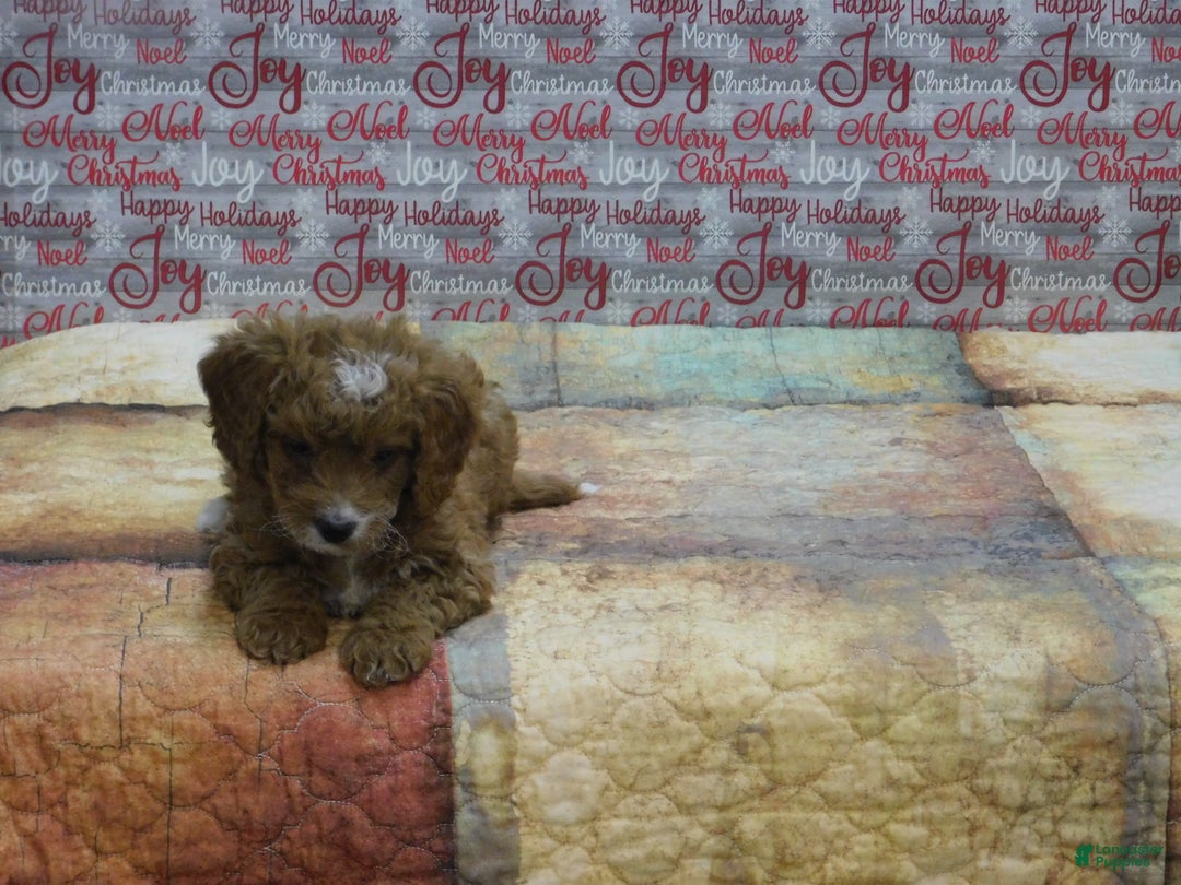 Goldendoodle dogs for sale: Mini Gracie - Ad 2
