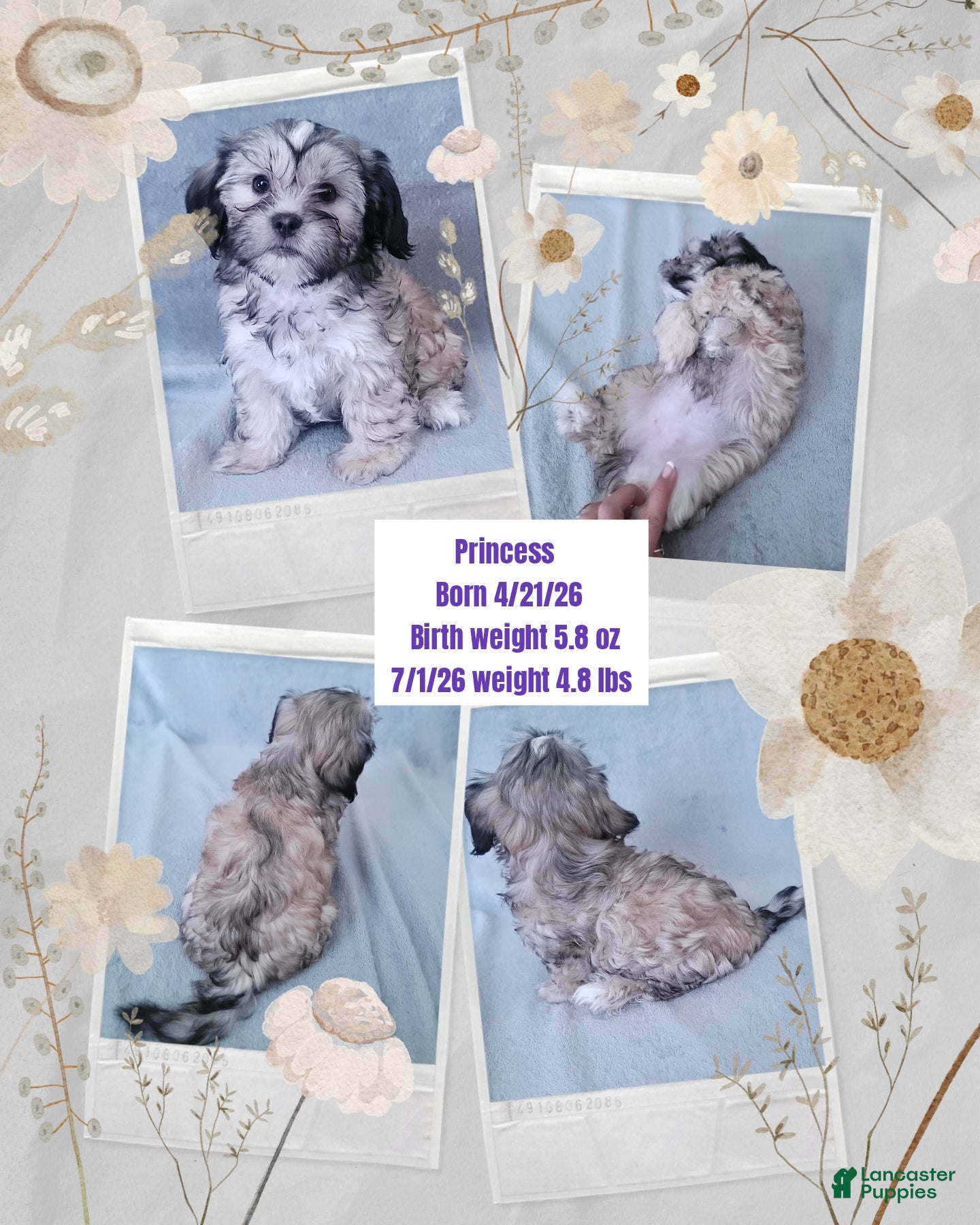 Shorkie dogs PRINCESS  - Ad 2