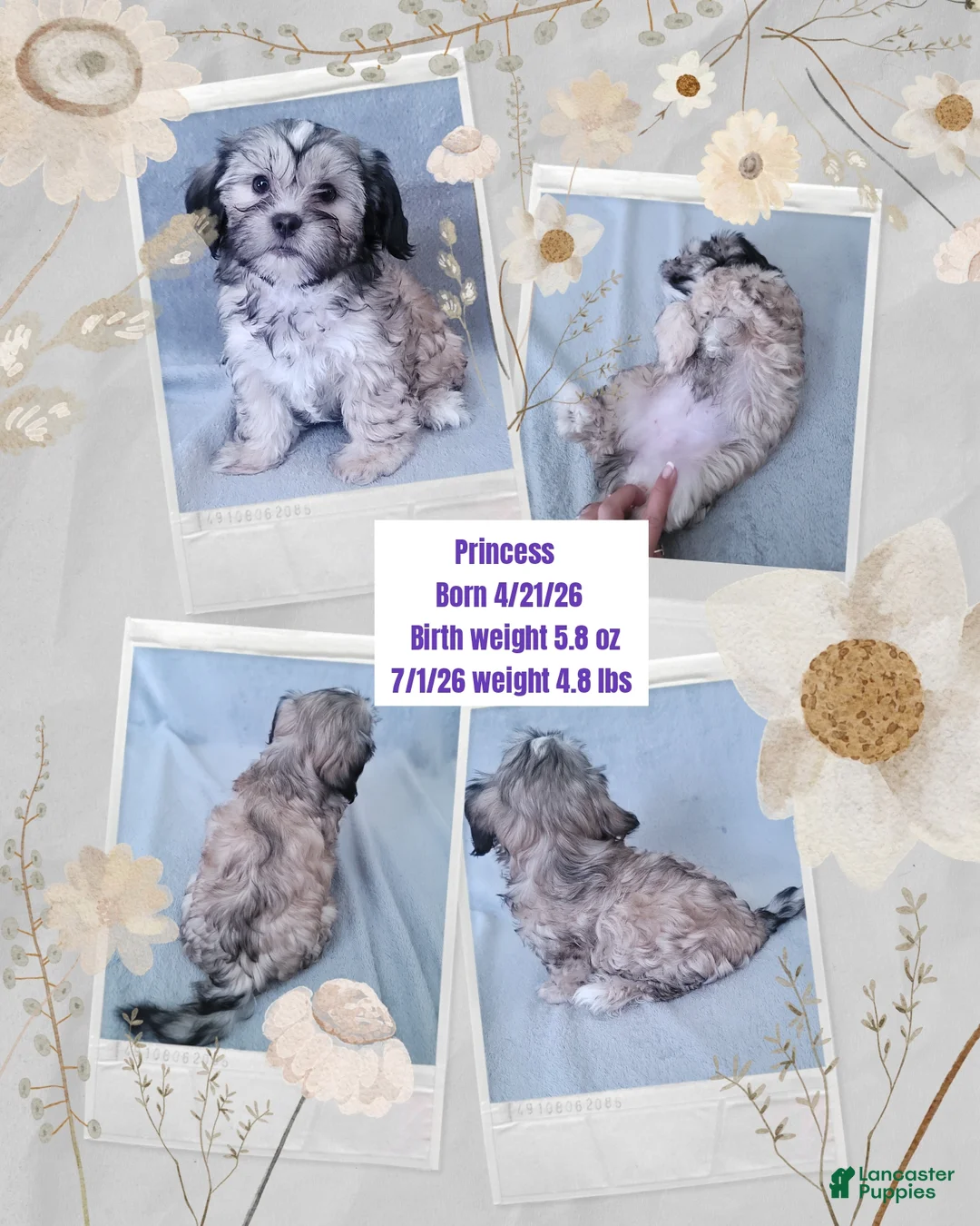 Shorkie dogs for sale: PRINCESS  - Ad 2