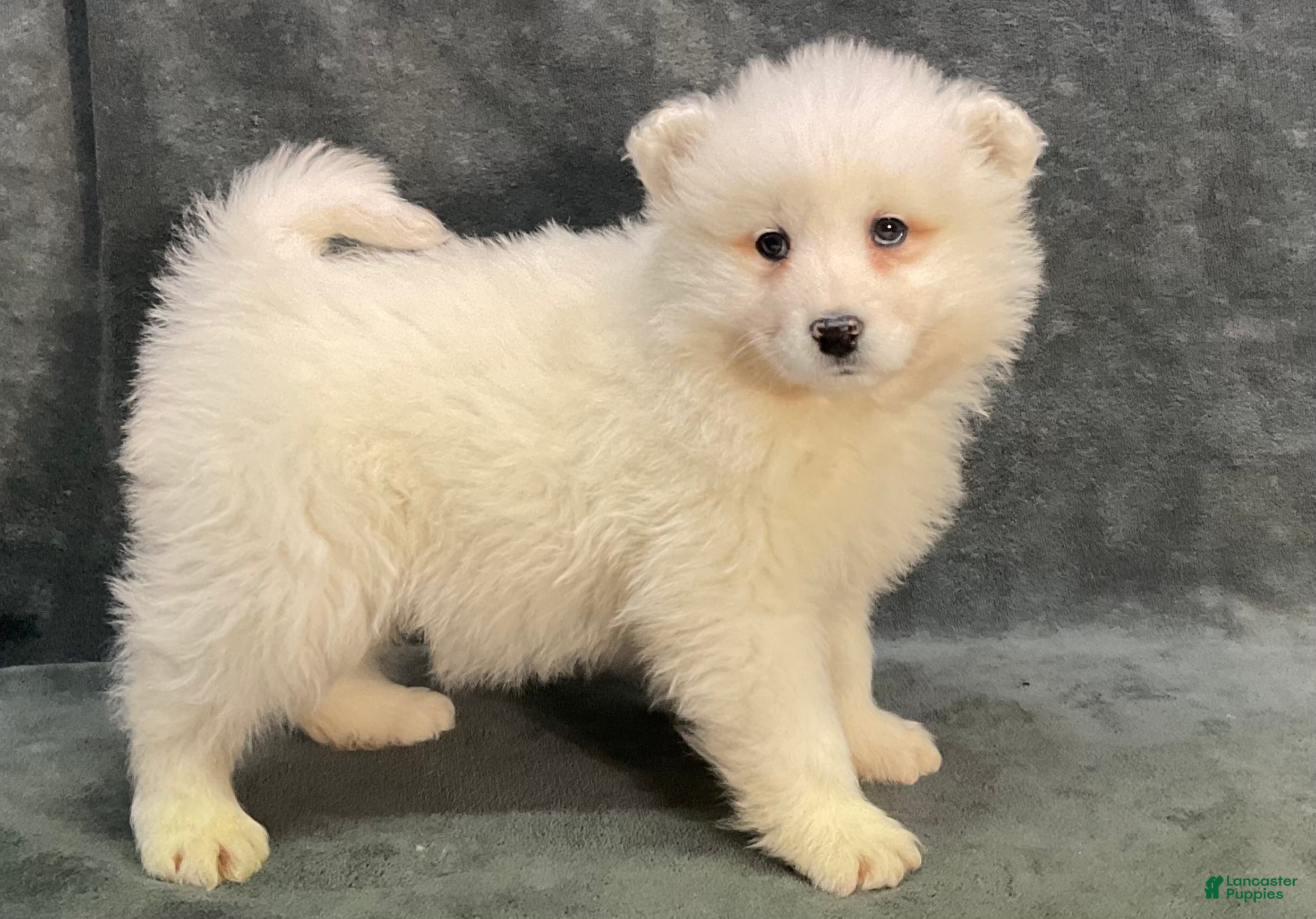 Samoyed dogs Sasha - Ad 2