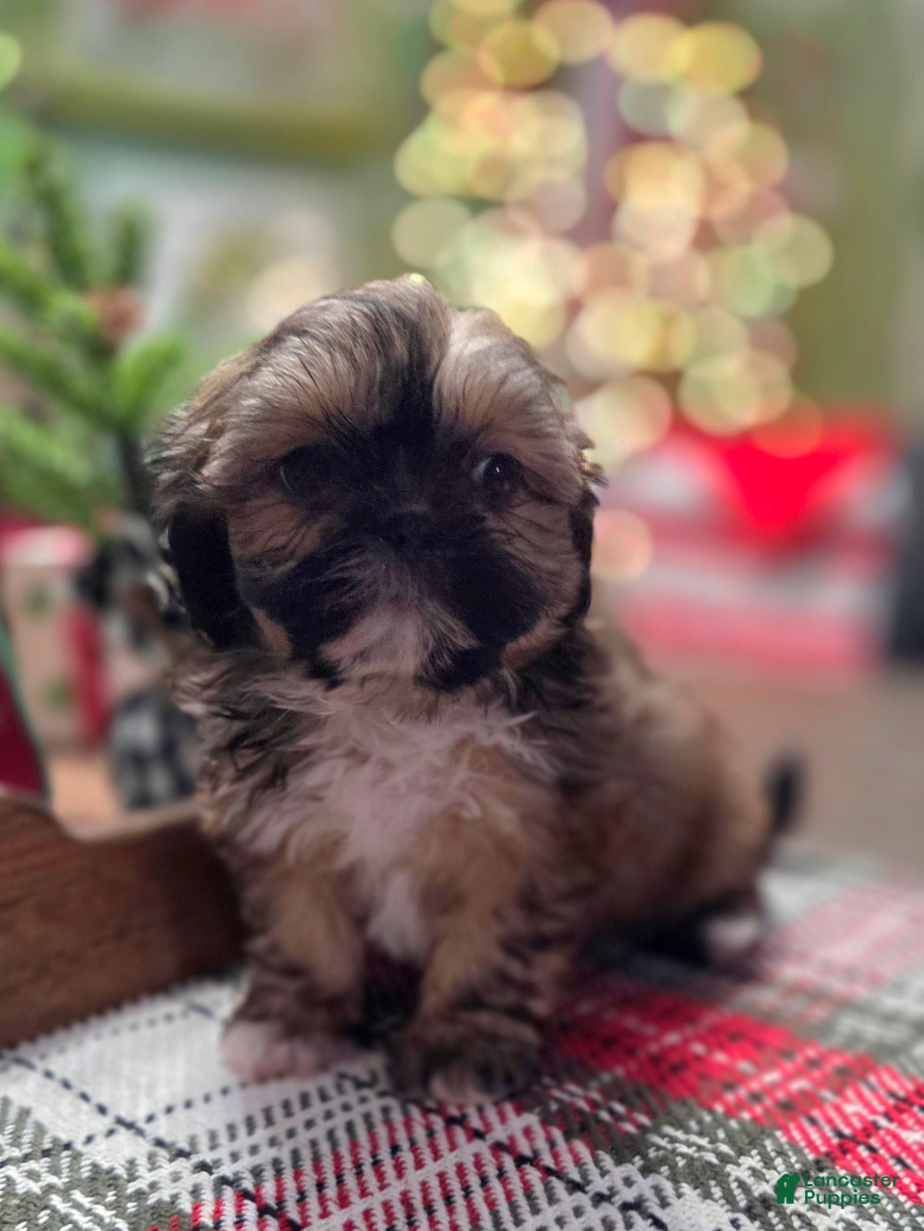 Shih Tzu dogs TWINKLE - Ad 4