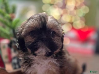 Shih Tzu dogs TWINKLE - Ad 4