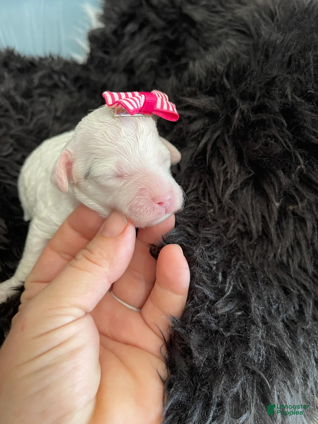 Miniature Poodle dogs for sale: Akc Clear 🧬 Tested Poodle Girl - Ad 11