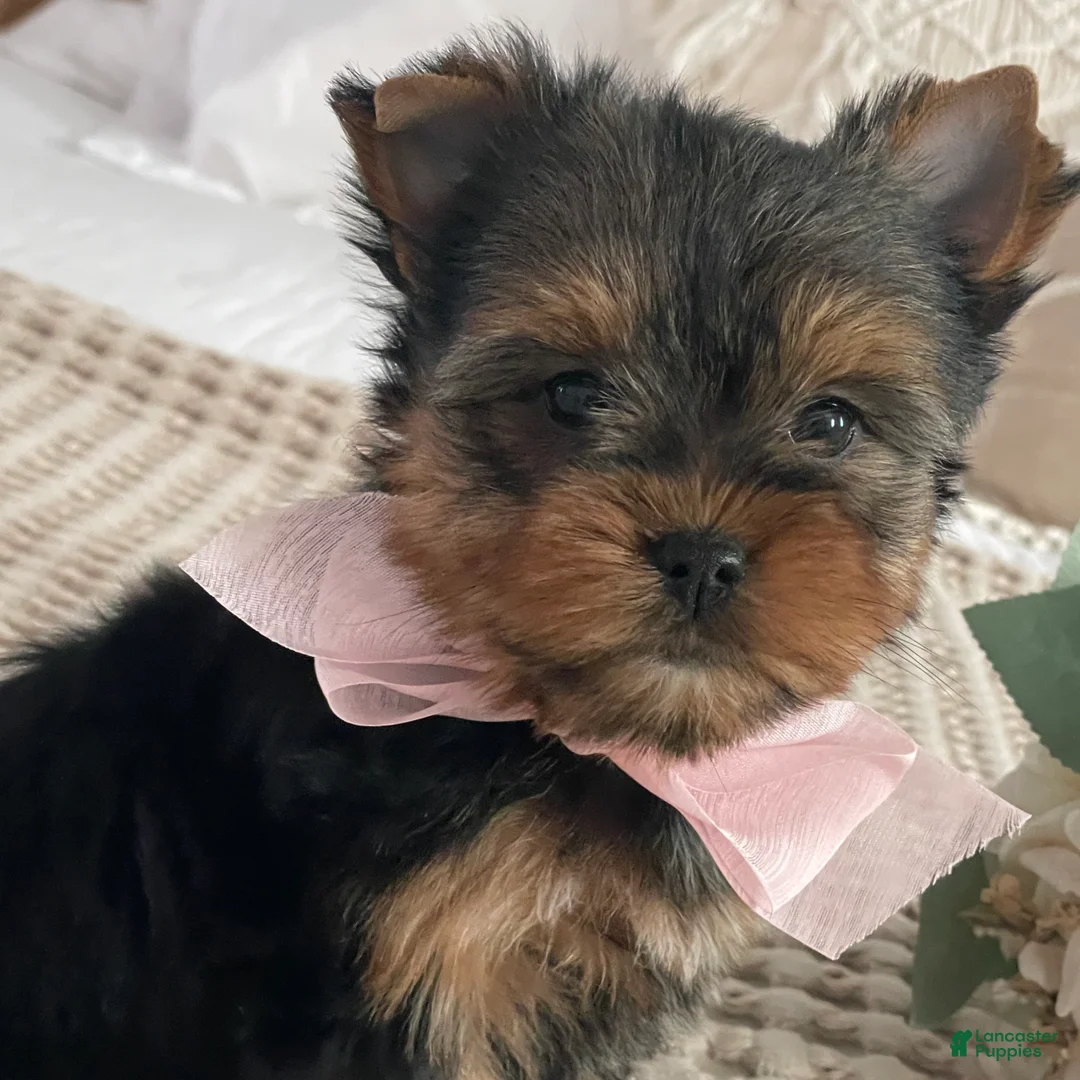 Yorkshire Terrier dogs for sale: Nita - Ad 3