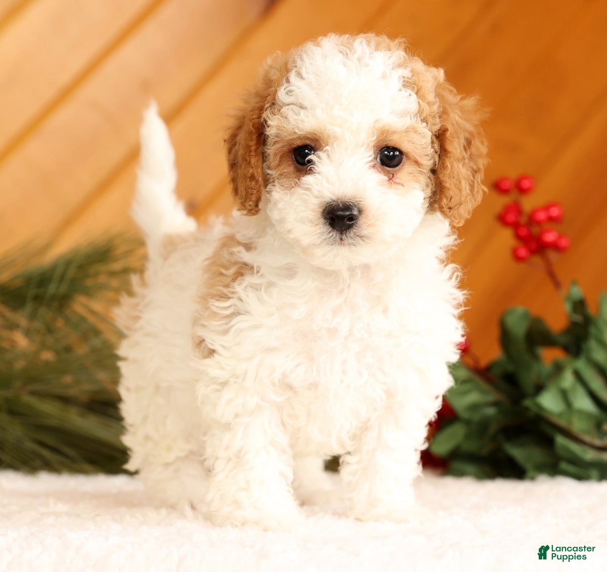 Cavapoo dogs Jenny - Ad 2