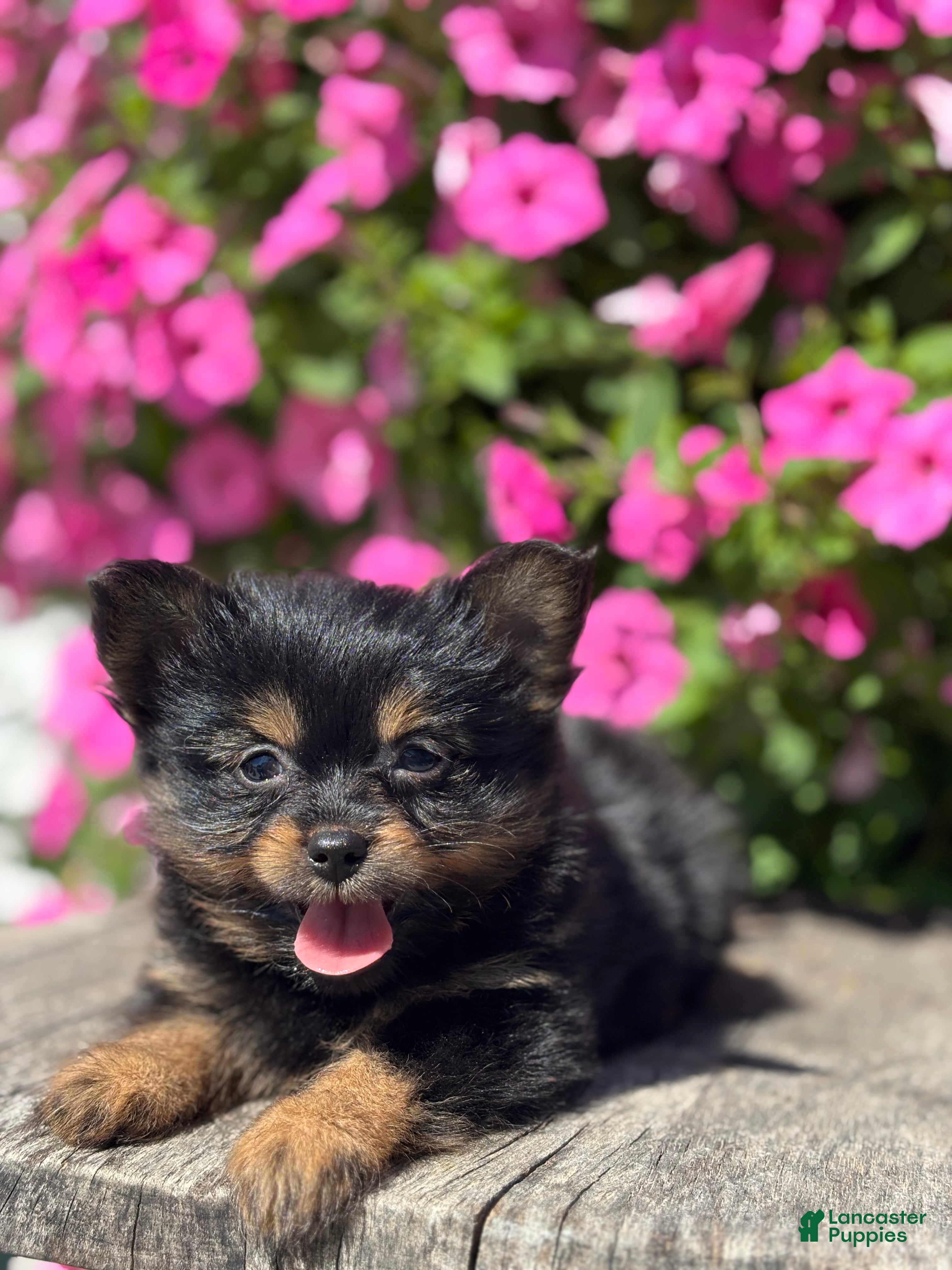 Mixed Breed dogs Leah - Ad 1