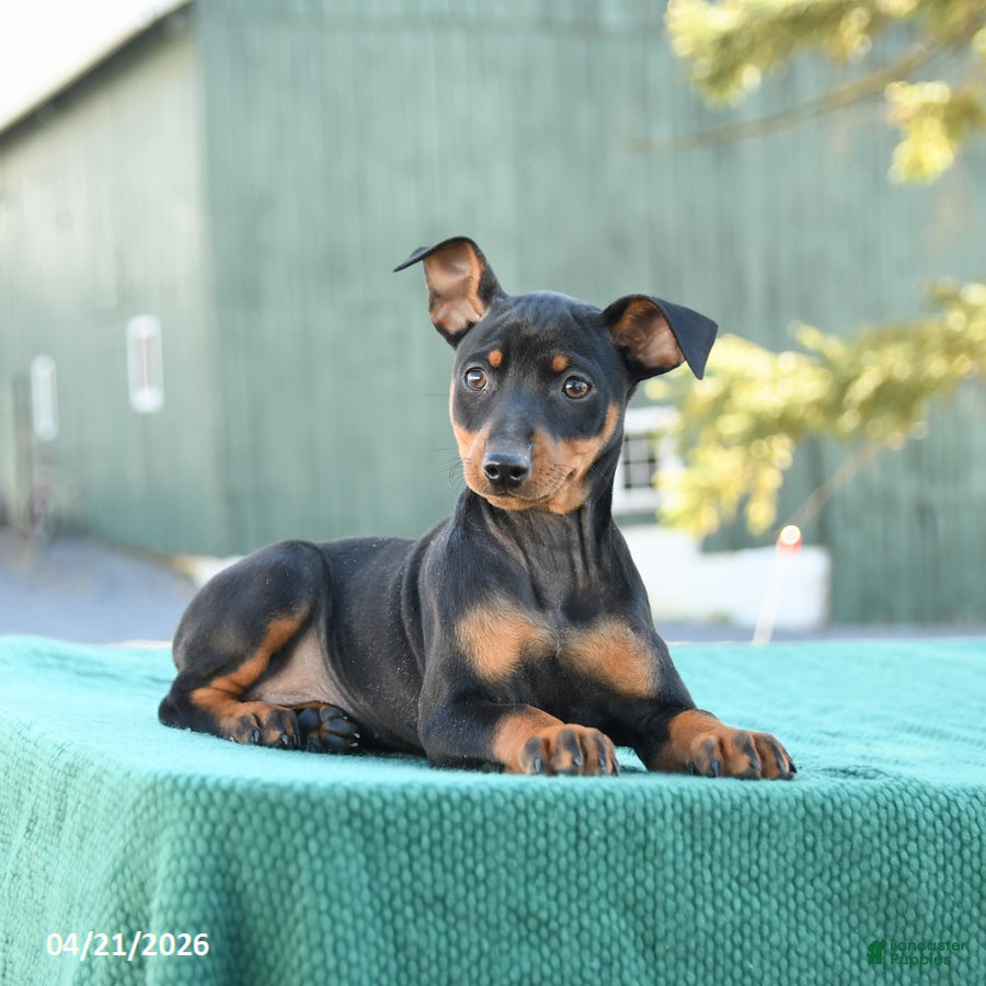 Miniature Pinscher dogs Tulip - Ad 2