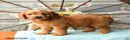 Mixed Breed dogs for sale: Lionheart - Ad 4