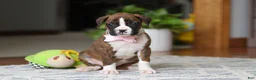 Boxer dogs for sale: Indy - Ad 8