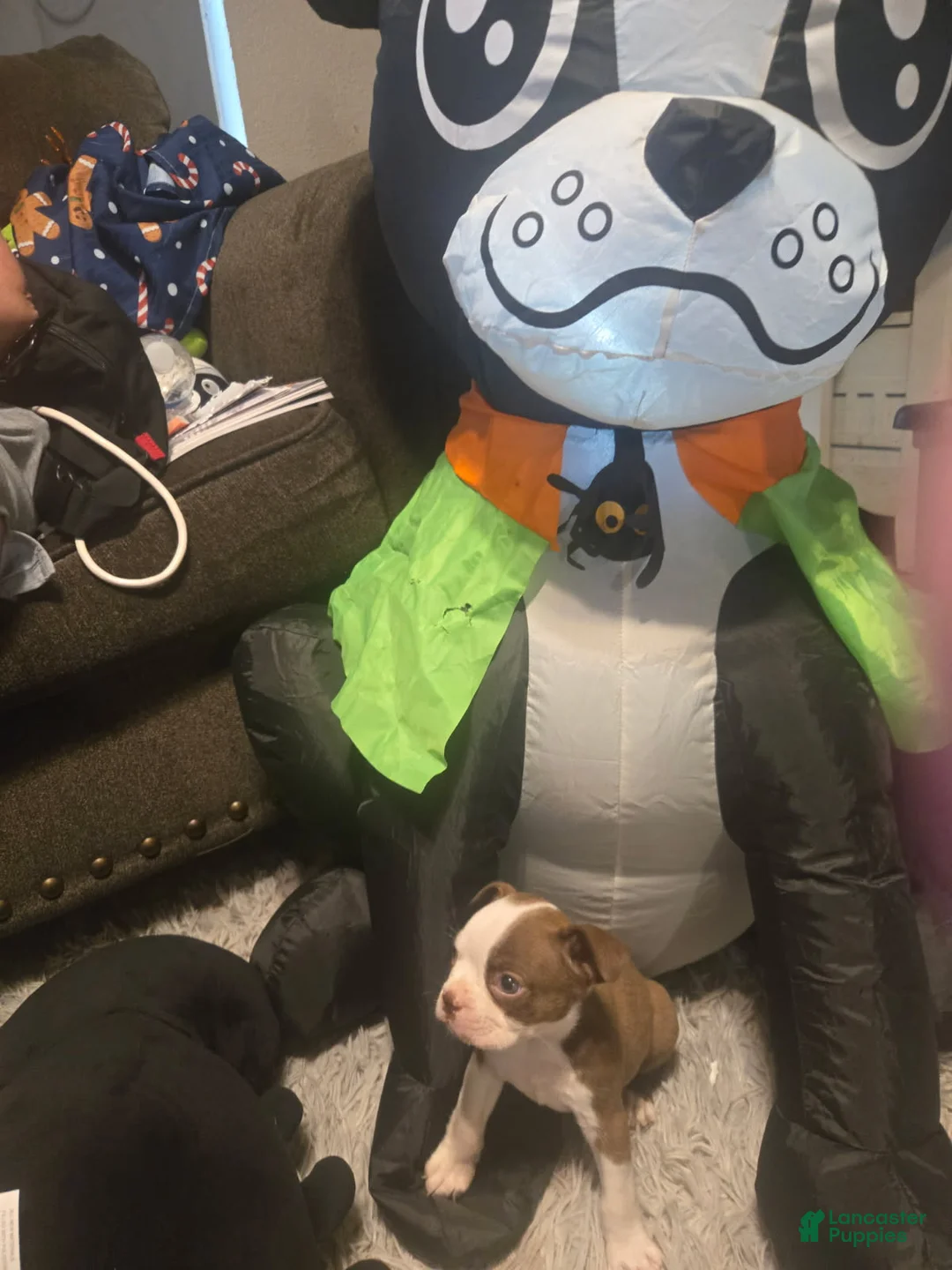 Boston Terrier dogs for sale: Simon - Ad 1