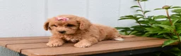 Bichpoo dogs for sale: Kenzie 🐶💖 - Ad 11
