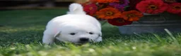 Great Pyrenees dogs for sale: AKC Apollo - Ad 5