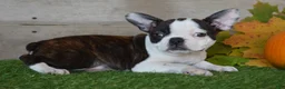 Boston Terrier dogs for sale: Joseph - Ad 5