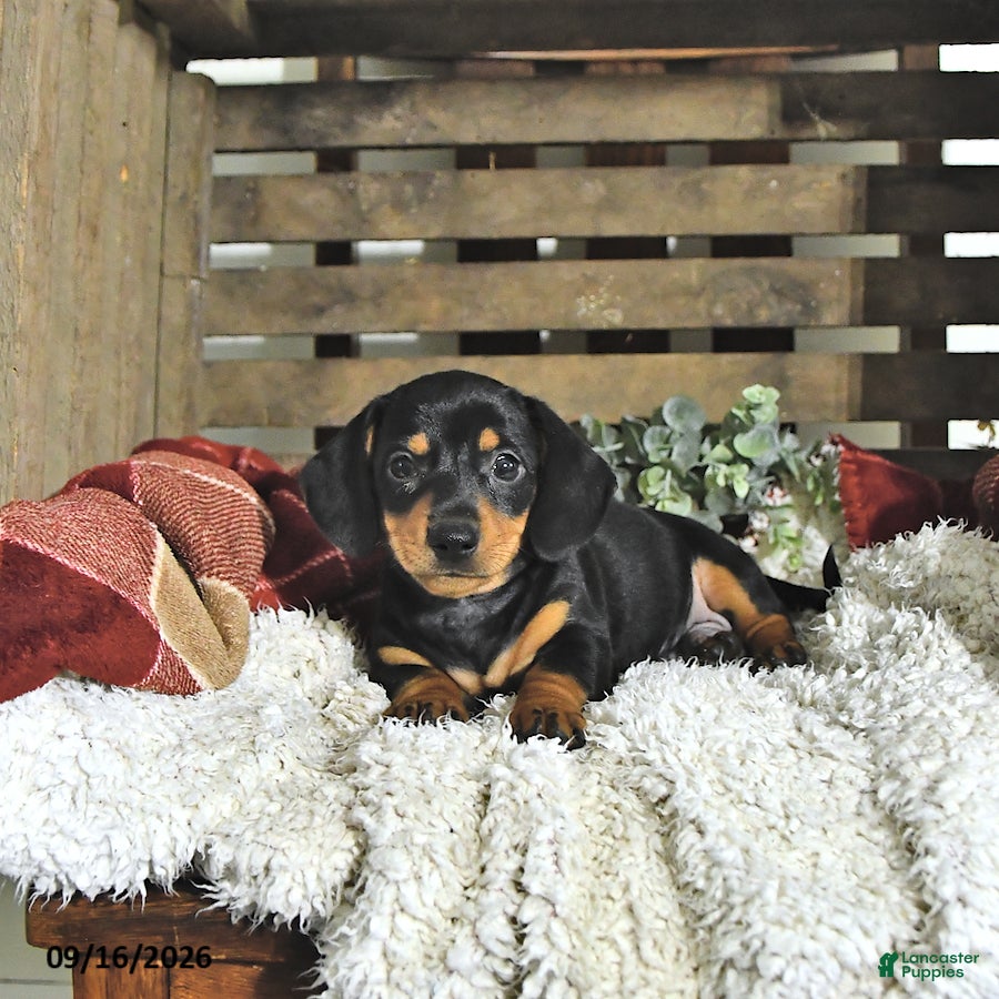 Miniature Dachshund dogs Cooper - Ad 2