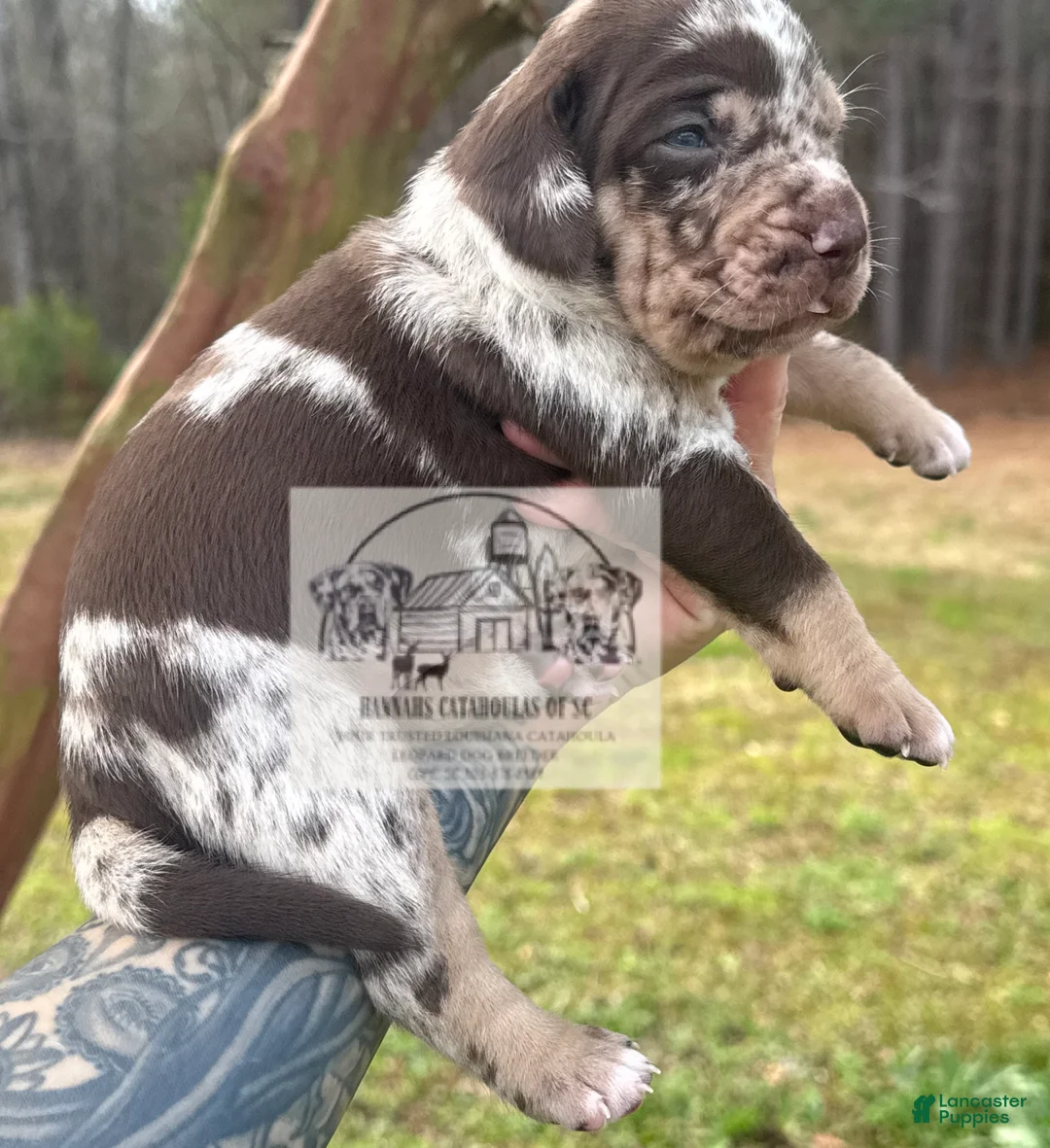 Catahoula Leopard Dog dogs for sale: Boy 1 - Ad 7