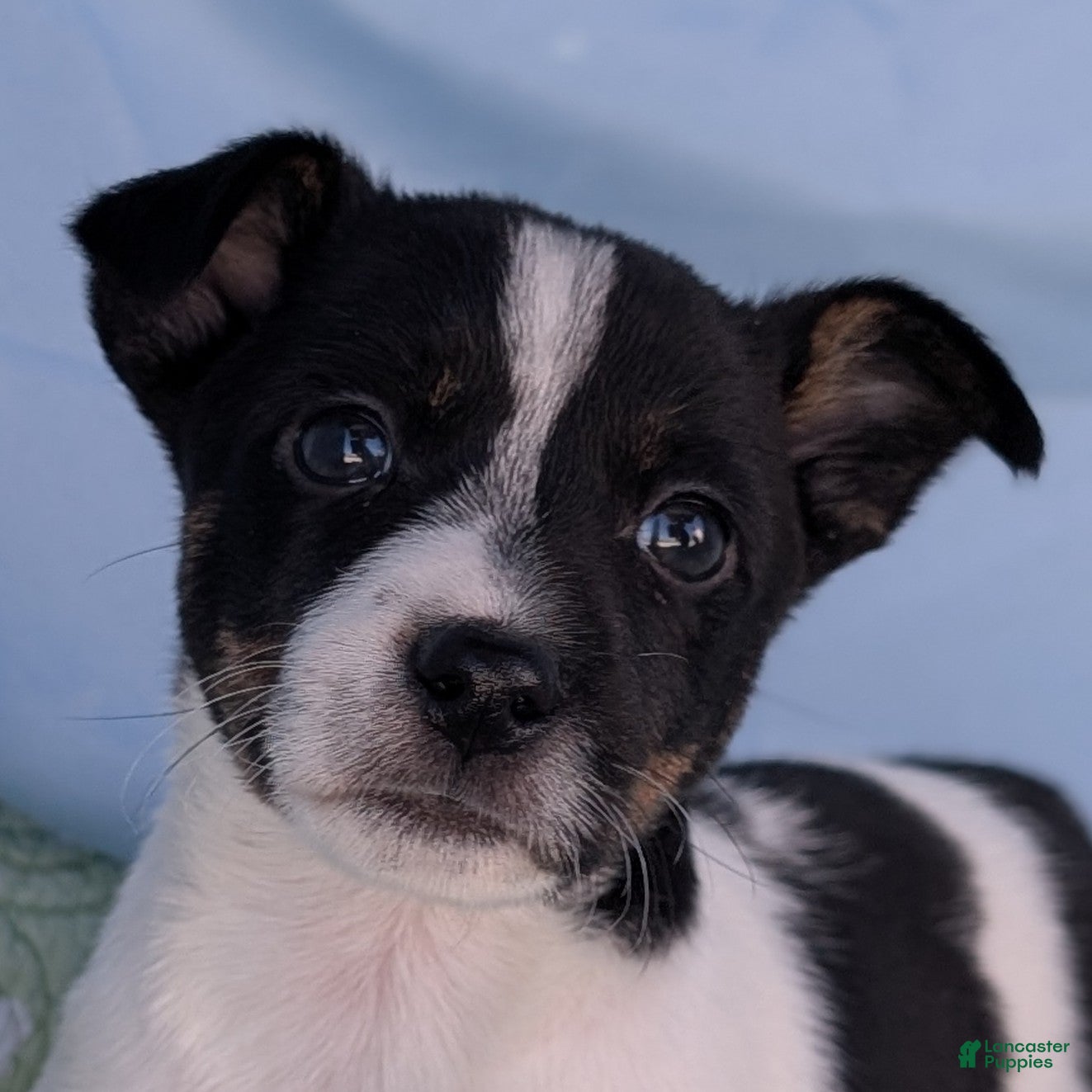 Rat Terrier dogs Poppy - Ad 14