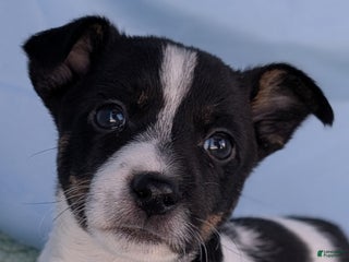 Rat Terrier dogs Poppy - Ad 11