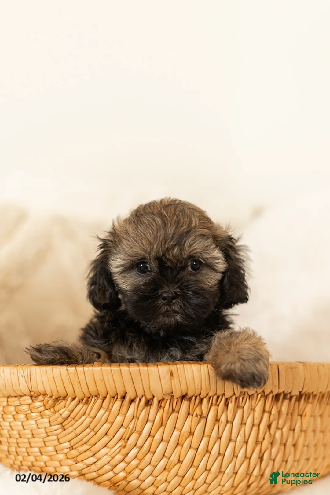 Teddy Bear dogs for sale: Rosie - Ad 2