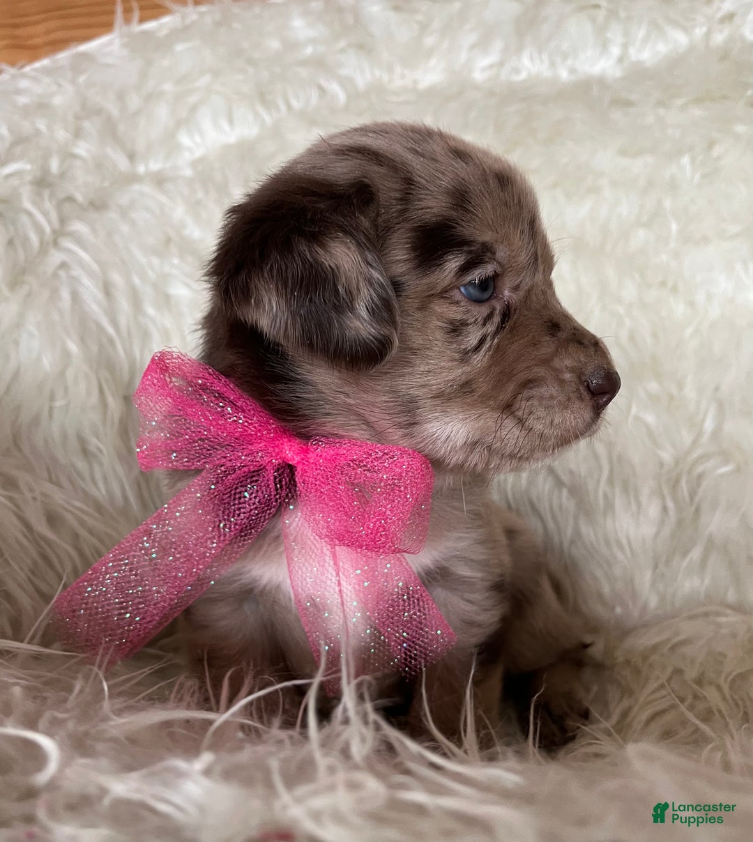 Mixed Breed dogs for sale: Hazel - Ad 1