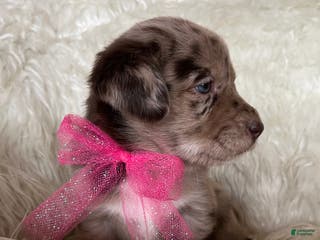 Mixed Breed dogs Hazel - Ad 9