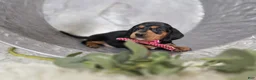 Miniature Dachshund dogs for sale: Alexia - Ad 5