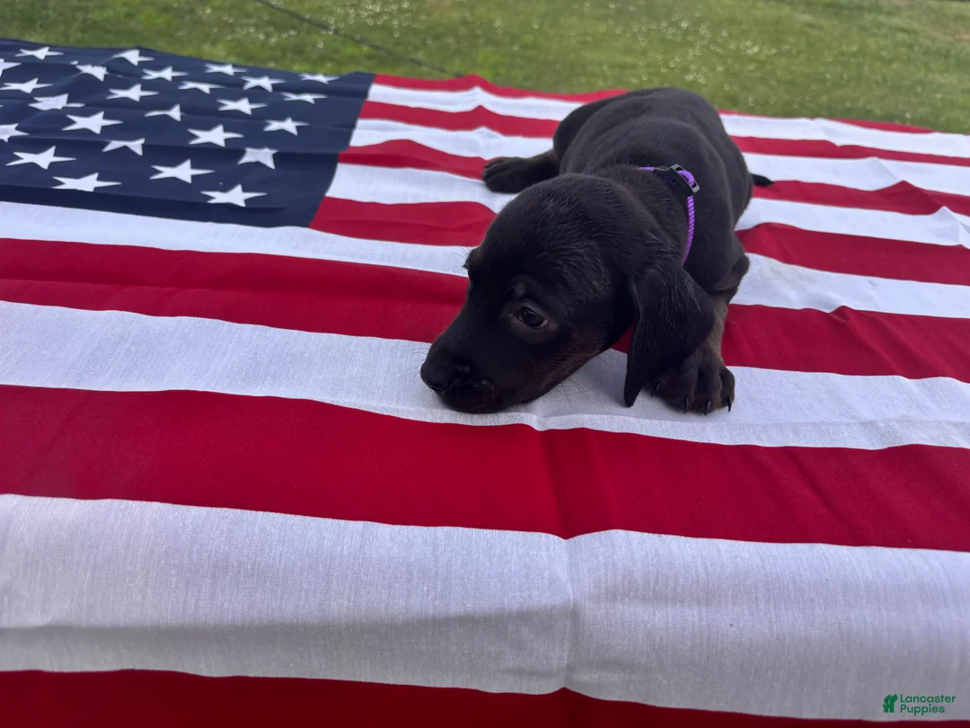 Mixed Breed dogs for sale: Maple - Ad 2