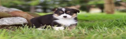 Welsh Corgi Pembroke dogs for sale: Bee - Ad 7