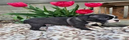 Boston Terrier dogs for sale: Nova - Ad 3