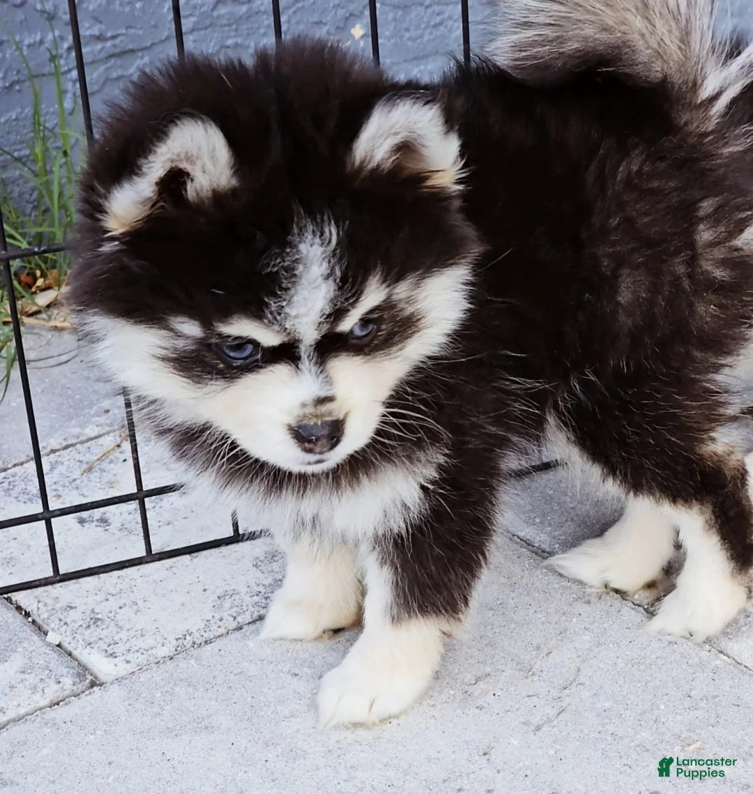 Pomsky dogs for sale: Sophia - Ad 4