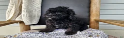 Mini Bernedoodle dogs for sale: Willow - Ad 3