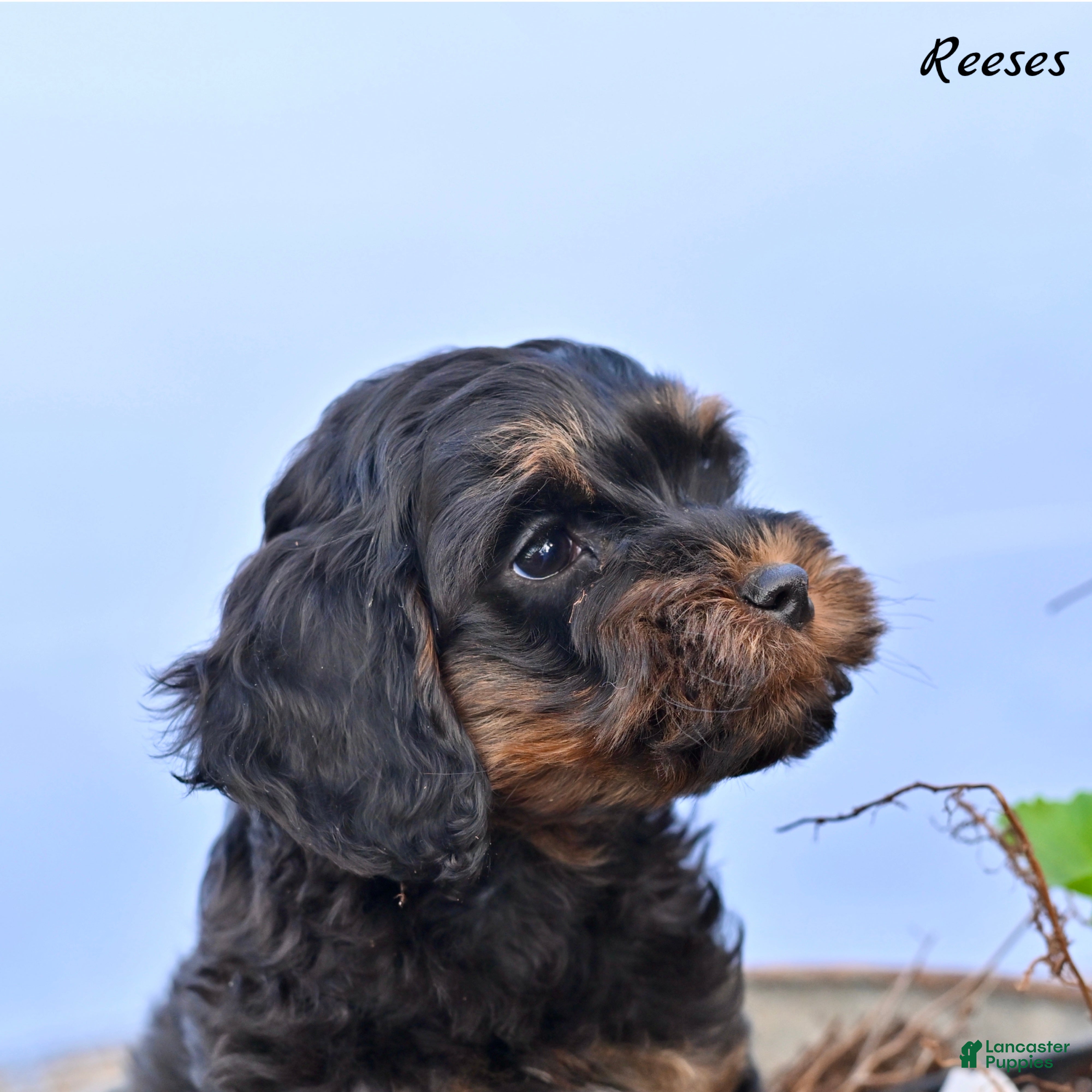 Cockapoo dogs Reeses - Ad 1