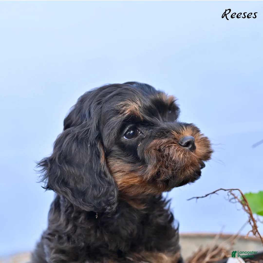 Cockapoo dogs for sale: Reeses - Ad 1