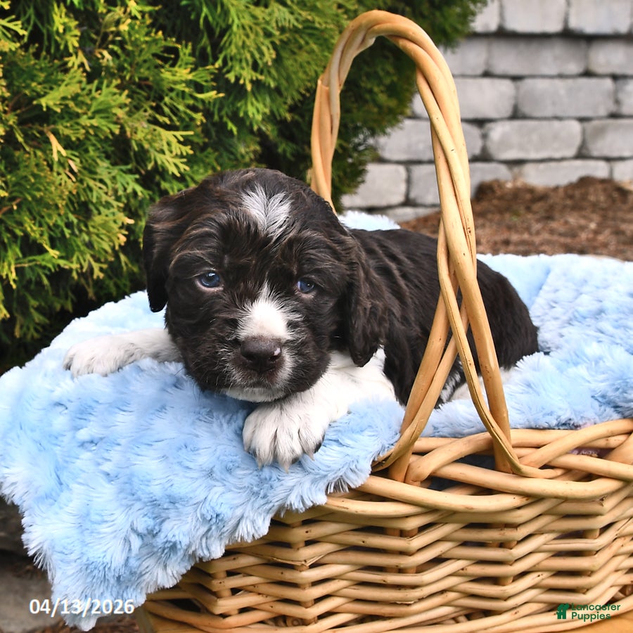 English Springer Spaniel dogs Elliot - Ad 2