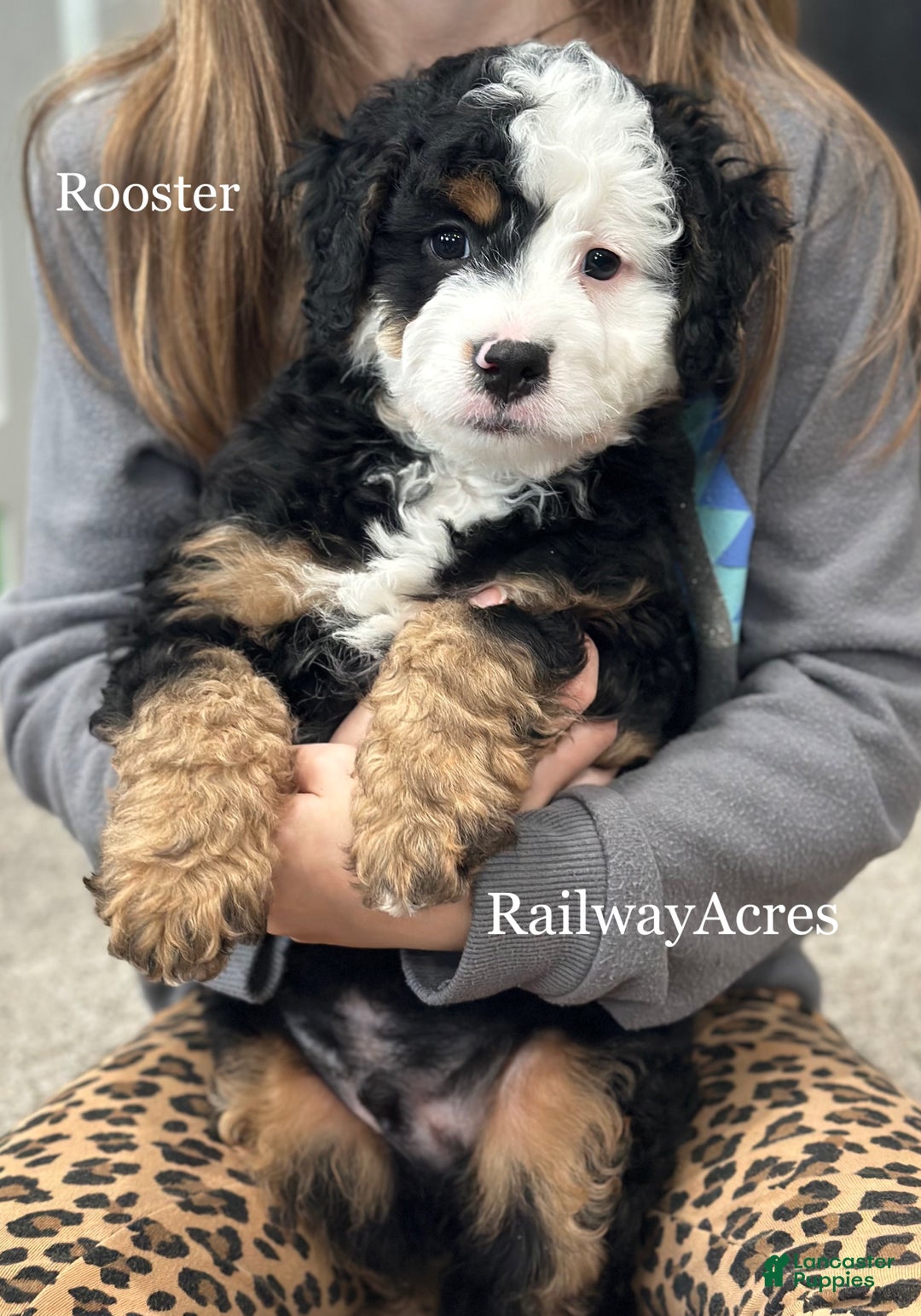 Mixed Breed dogs for sale: Rooster - Ad 1