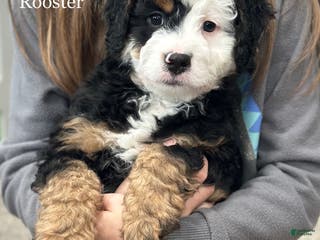 Mixed Breed dogs Rooster - Ad 30