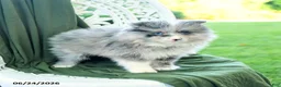 Pomeranian dogs for sale: Albert - Ad 1