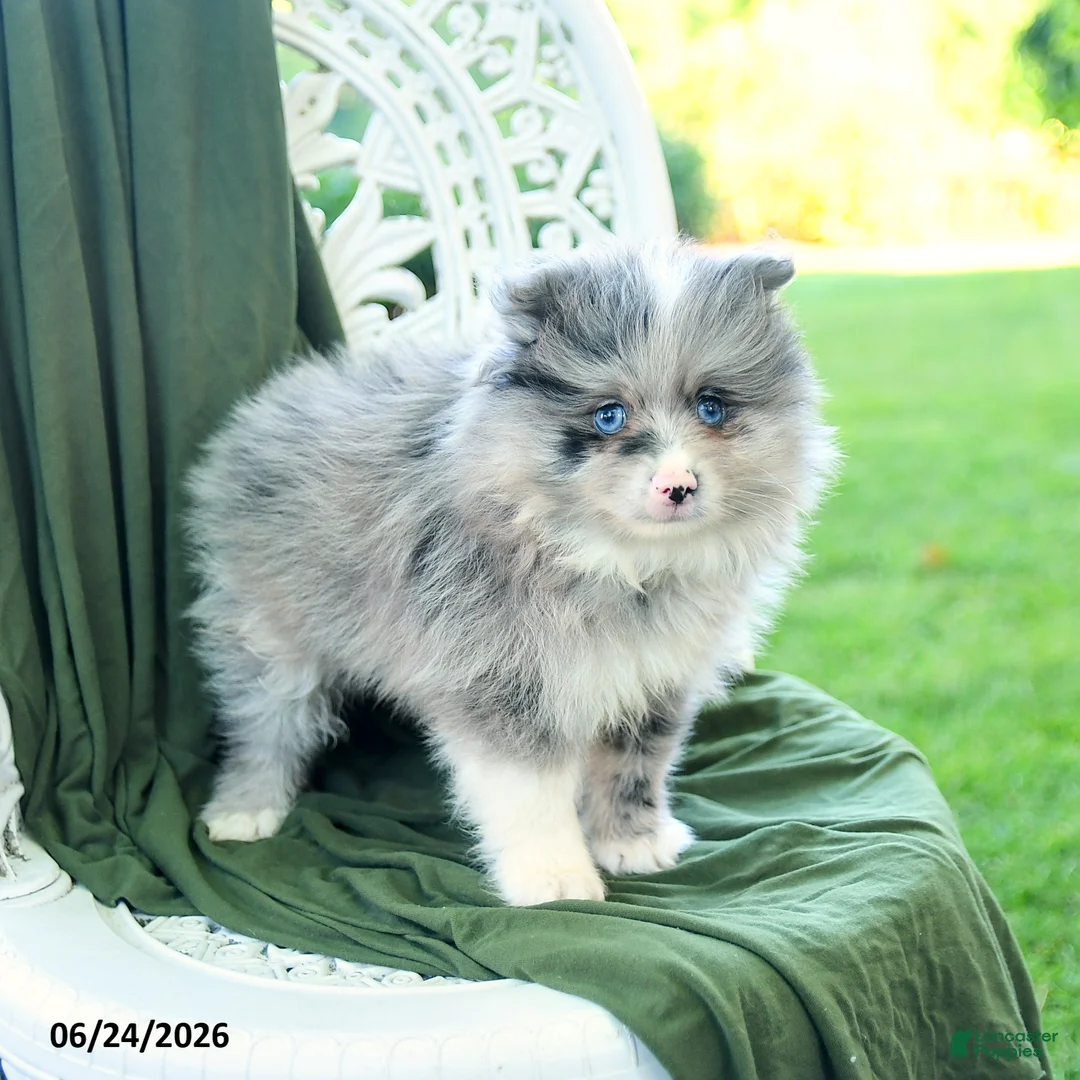 Pomeranian dogs for sale: Albert - Ad 1