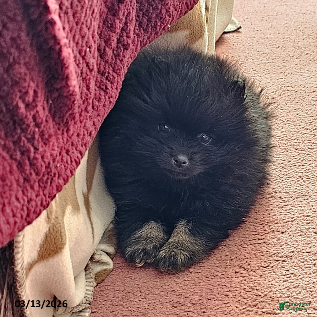 Pomeranian dogs Buddy - Ad 1