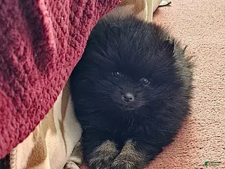 Pomeranian dogs for sale: Buddy - Ad 1