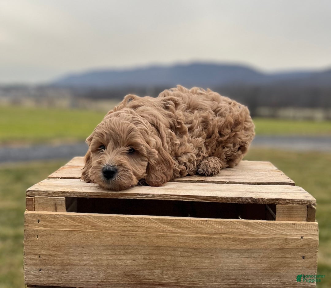Goldendoodle dogs for sale: Goldendoodle puppy 4 - Ad 1
