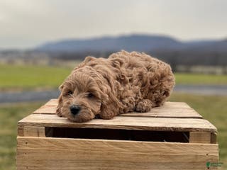 Goldendoodle dogs Goldendoodle puppy 4 - Ad 6