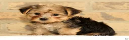 Yorkshire Terrier dogs for sale: Ginger - Ad 1