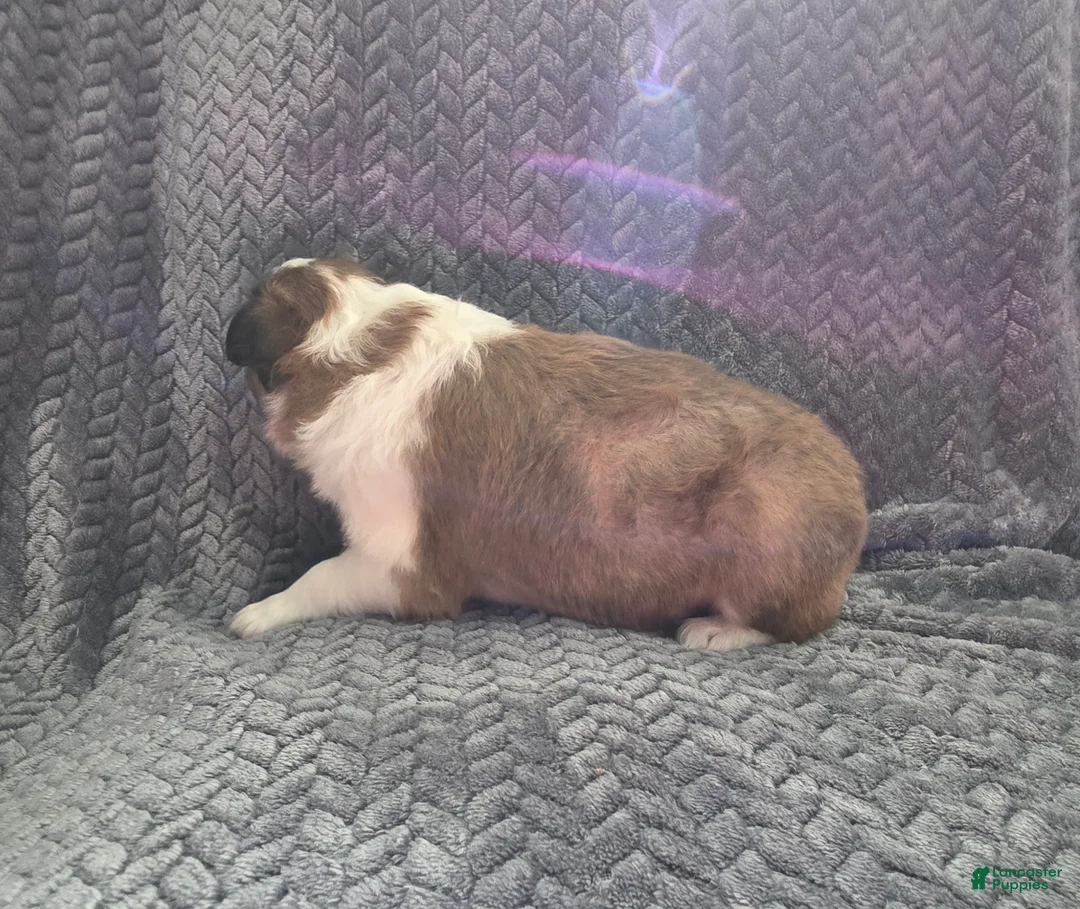 Shetland Sheepdog dogs for sale: Falco - Ad 3