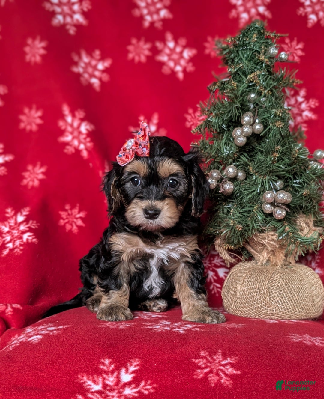 Havapoo dogs for sale: Cali Ready for Christmas!!! - Ad 3
