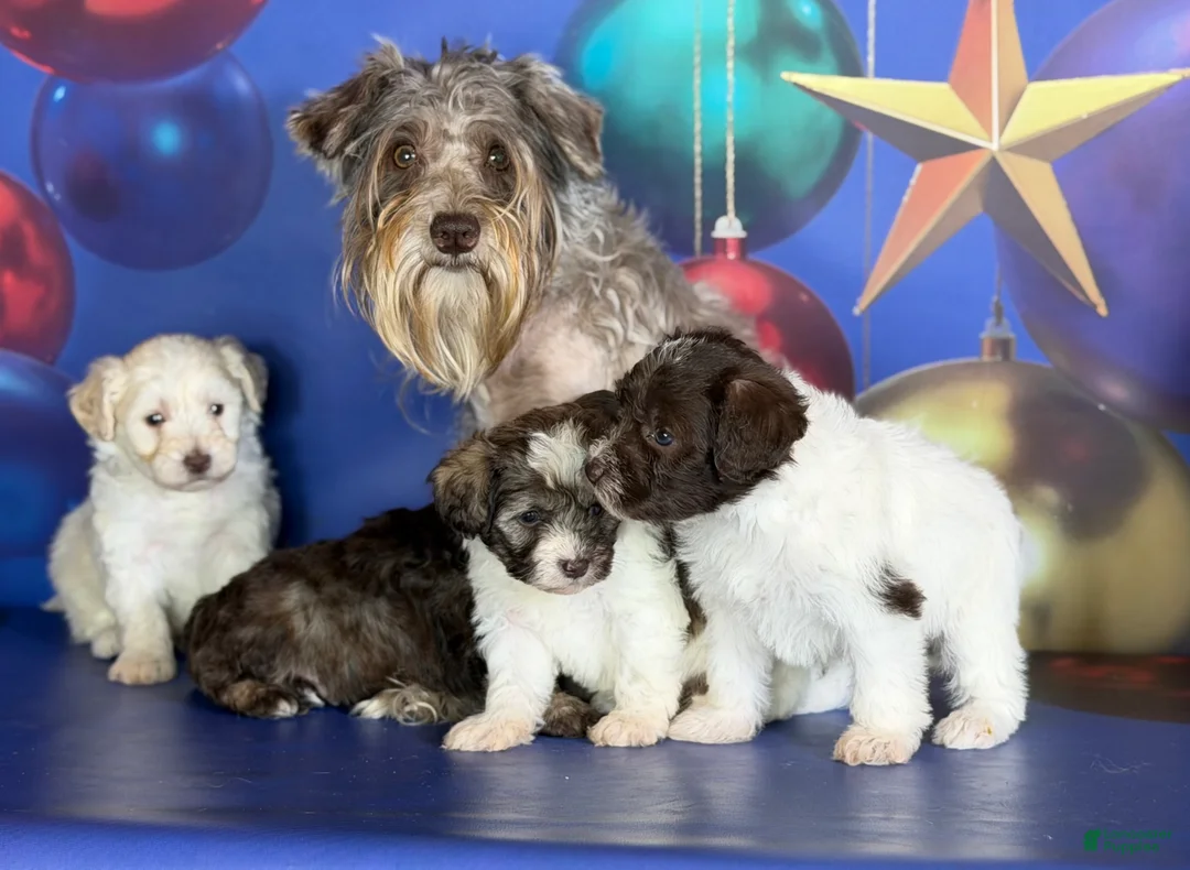 Schnoodle dogs for sale: Blitzen - Ad 9