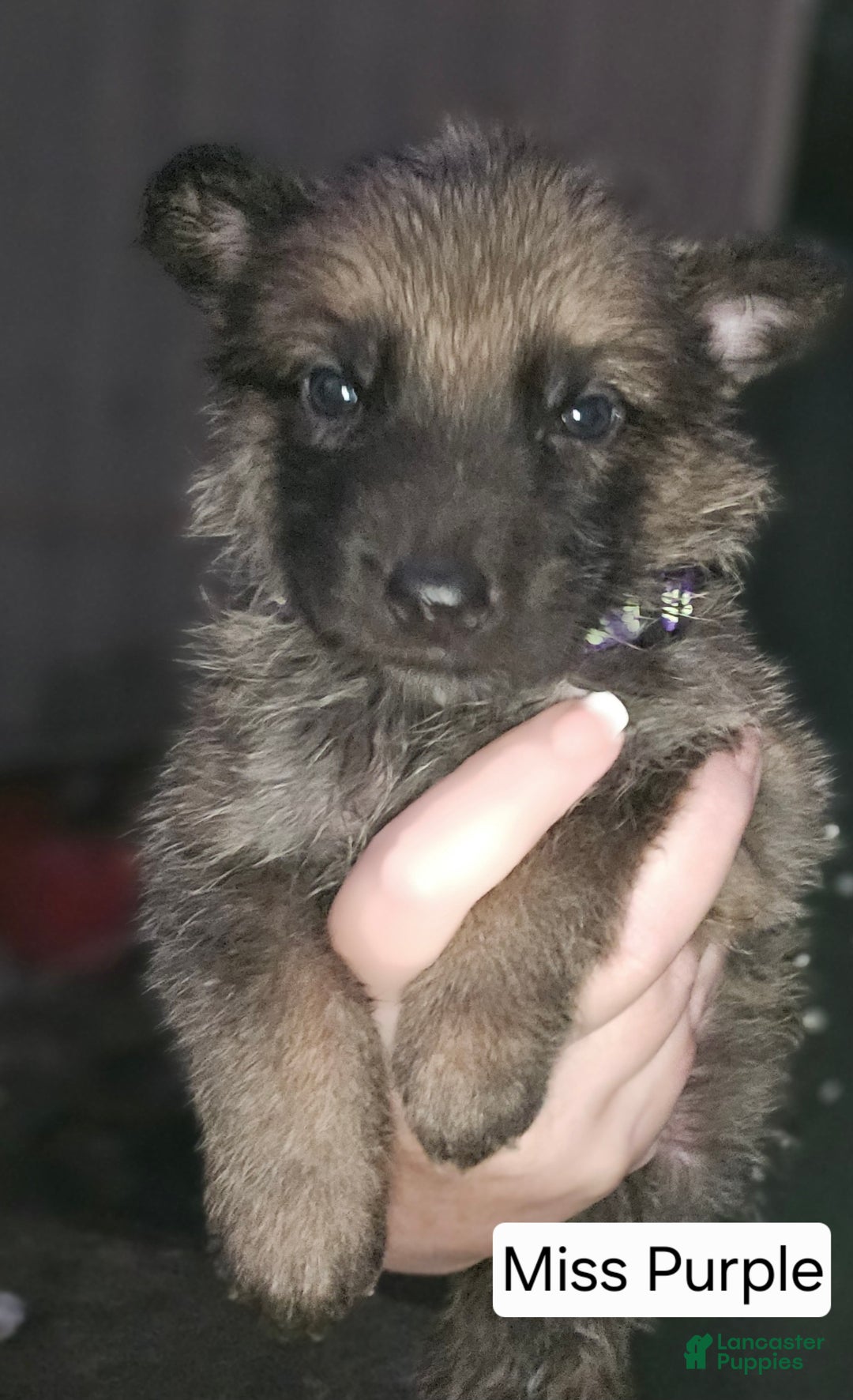 German Shepherd dogs for sale: German Shepherd Puppy 6 - Purple - Ad 3