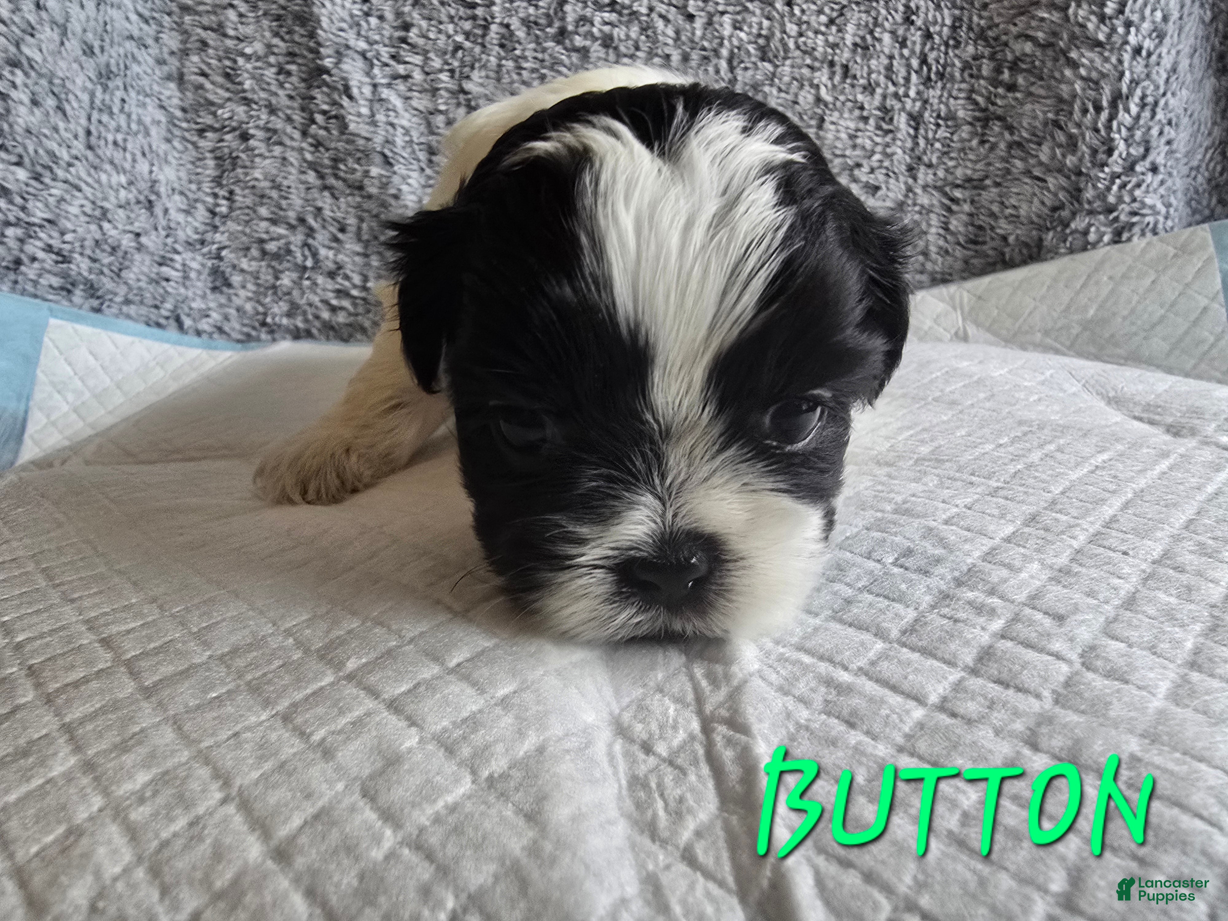 Shih Tzu dogs Button - Ad 6