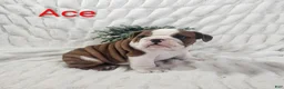 English Bulldog dogs for sale: AKC Ace  - Ad 2